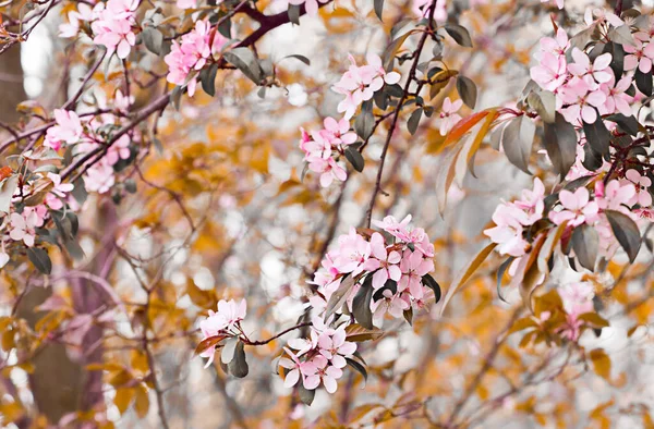 Fleurs Printemps Pommier Décoratif — Photo