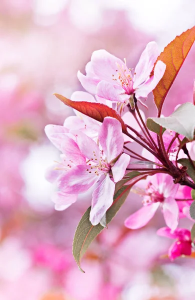 Flores Primavera Manzano Decorativo — Foto de Stock