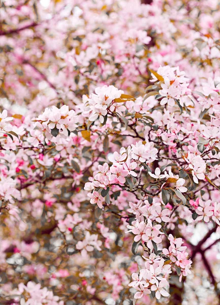 Fleurs Printemps Pommier Décoratif — Photo