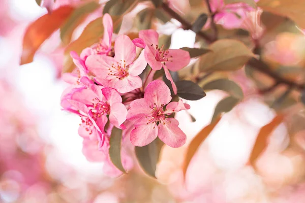 Wiosenne Kwiaty Ozdobnej Jabłoni — Zdjęcie stockowe