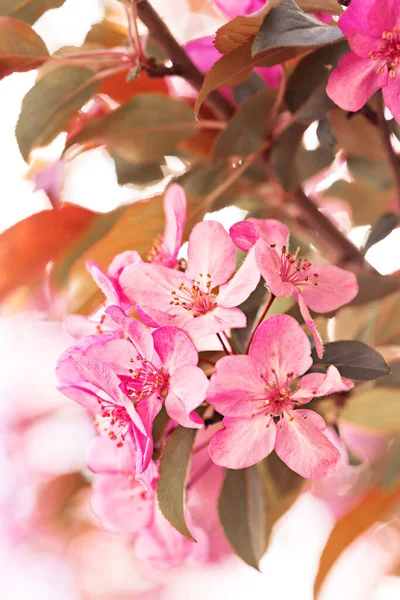 Frühlingsblumen Des Dekorativen Apfelbaums — Stockfoto