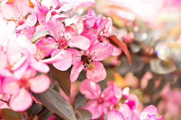 Fleurs Printemps Pommier Décoratif — Photo