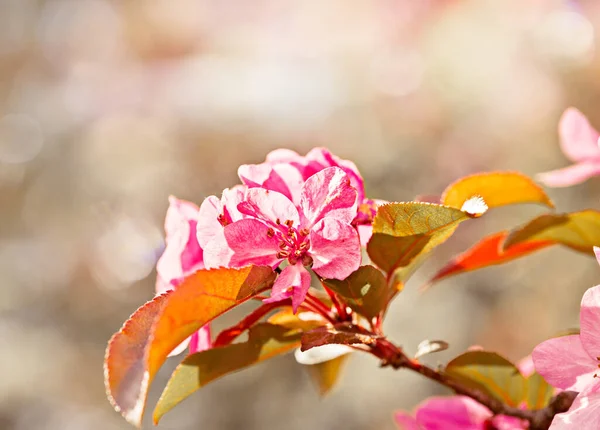 Flores Primavera Manzano Decorativo —  Fotos de Stock