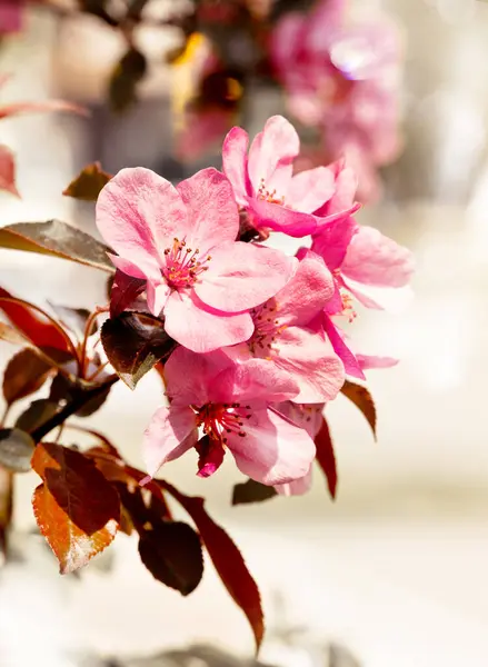 Frühlingsblumen Des Dekorativen Apfelbaums — Stockfoto