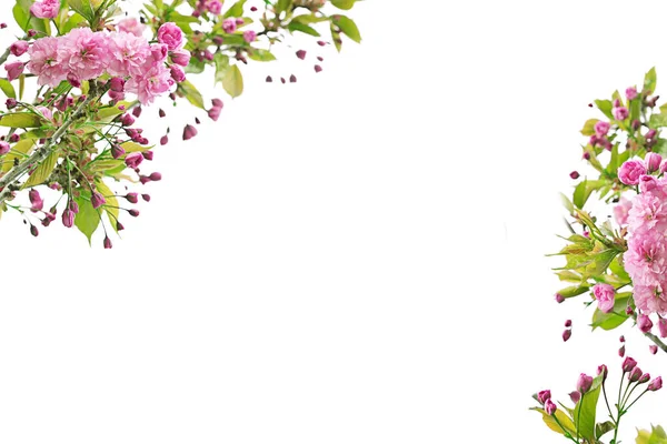 Jarní Květiny Dekorativního Jabloně — Stock fotografie