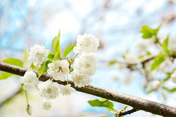 Voorjaar Bloemen Van Decoratieve Appelboom — Stockfoto