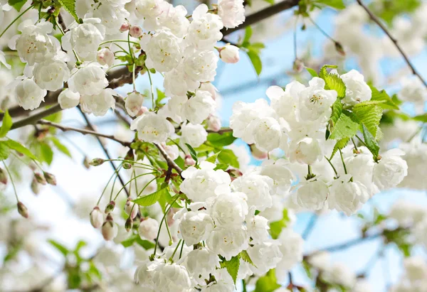 Flores Primavera Manzano Decorativo — Foto de Stock