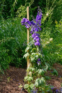 Çiçekli ağaç dekoratif bahçe delphinium