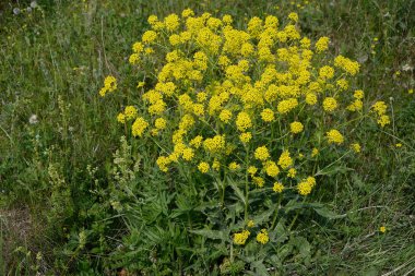 Çiçek açan bush Barbarea vulgaris