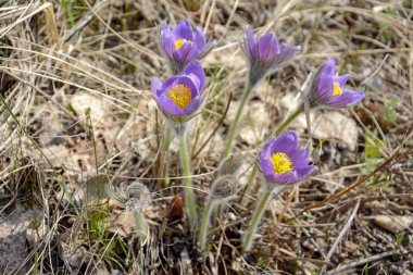 Pasqueflower veya uyku-ot (Pulsatilla patens) 