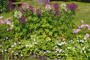 Çiçekli bitkiler yatma.