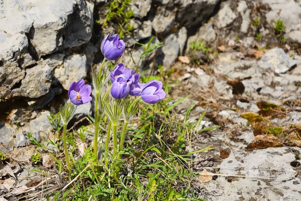 Pasqueflower or Sleep-grass ( Pulsatilla patens) growing on the