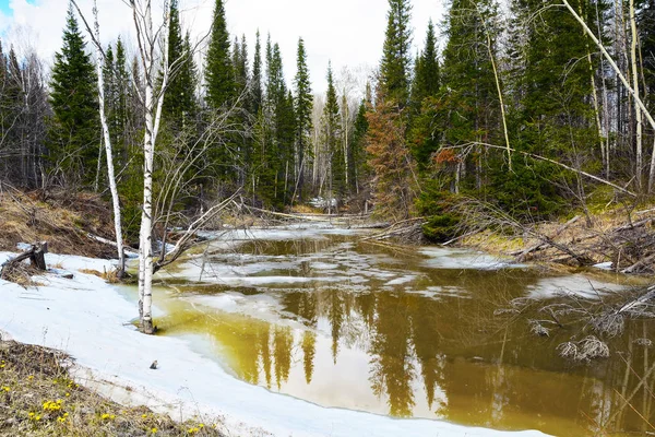 Spring stream in the Siberian taiga — Stock Photo, Image