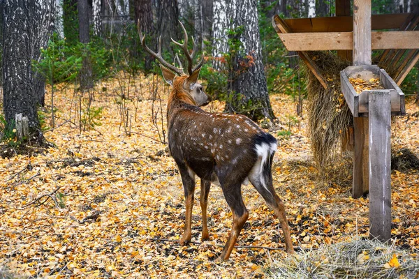 Ciervo sika (Cervus nippon ) — Foto de Stock