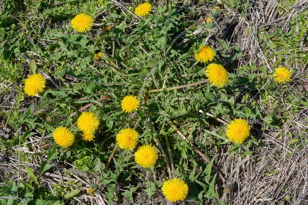 Flowering bush of a dandelion — Stock Photo, Image