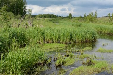 Küçük bir nehir kıyısında saz ile büyümüş