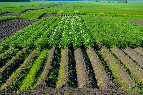 Fältet av blommande potatis — Stockfoto