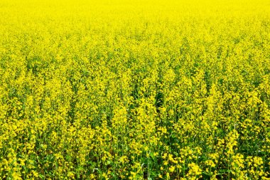 Çiçekli kanola alan