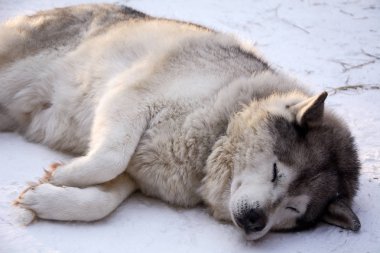 Kızak köpeği husky