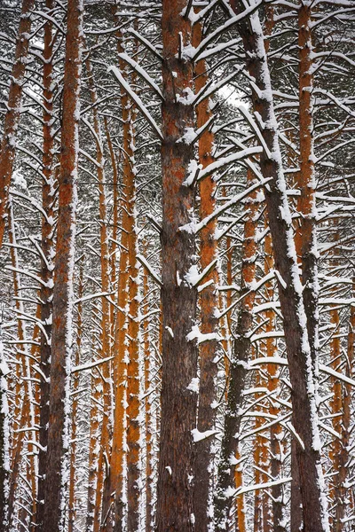 Kmeny borovic v zimě — Stock fotografie