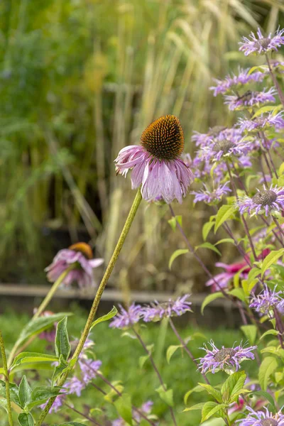 Bloem van Echinacea purpurea close-up — Stockfoto