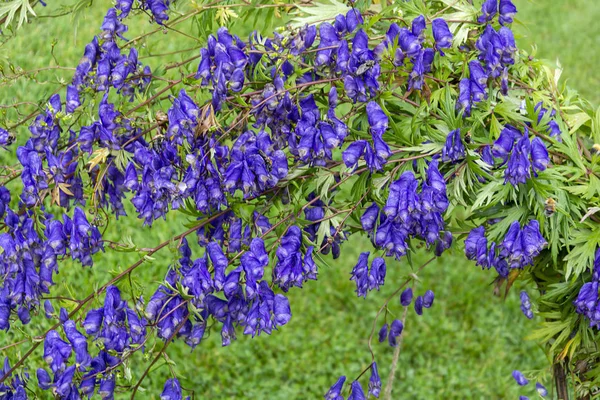 Şatafatlı çiçek açan Aconitum Bush, Aconitum soongaricum