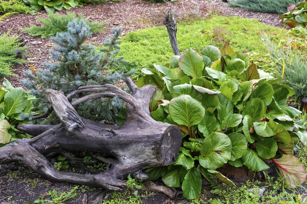 Coin décoratif bien entretenu du jardin — Photo