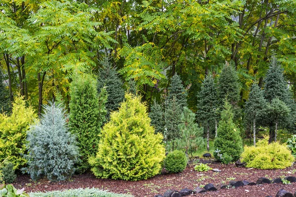 Dekorativa barrträd i bakgrunden av lövbuskar — Stockfoto