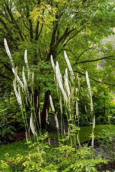 Bush florissant de Cimicifuga racemosa sur le fond de decidu — Photo