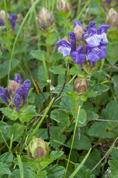 Flores jóvenes de la espinilla común — Foto de Stock