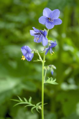 Narin çiçekler siyanoz mavisi, Polemonyum caeruleum