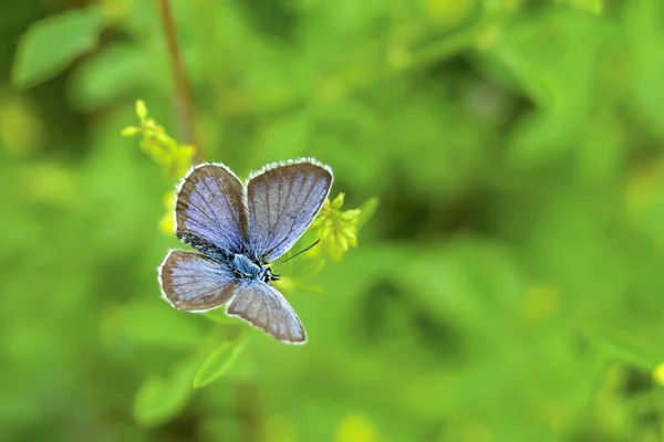 Vlinder duif Lycaenidae — Stockfoto