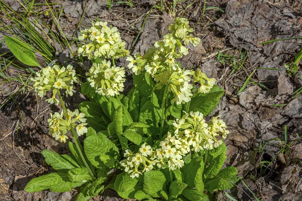 Weelderige primrose Bush in het voorjaar — Stockfoto