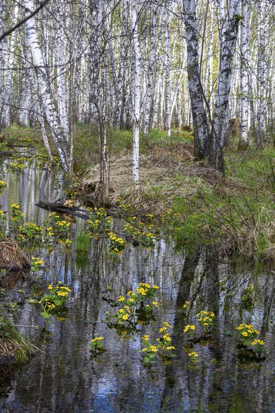 Буши Калужницы Болотной в березовой роще ранней весной — стоковое фото