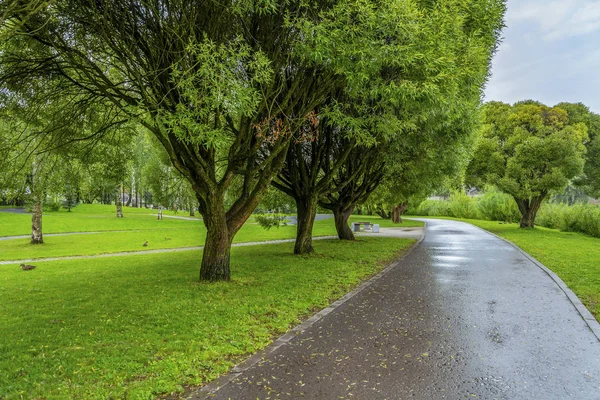 Pskov, beco de salgueiro no Parque do rio Pskova — Fotografia de Stock