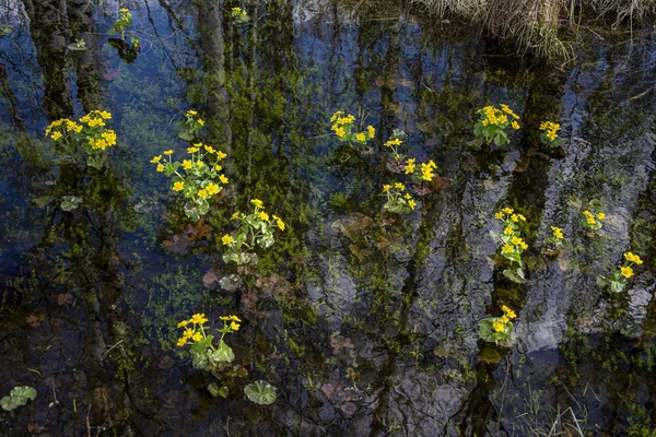 Floreciente Bush de kaluzhnitsa en el agua —  Fotos de Stock