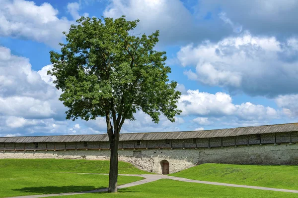 Samotne drzewo przy ścianie Pskowa Kroma — Zdjęcie stockowe