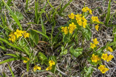 İlkbaharda Kaluzhnitsa 'nın ilk bahar çiçekleri