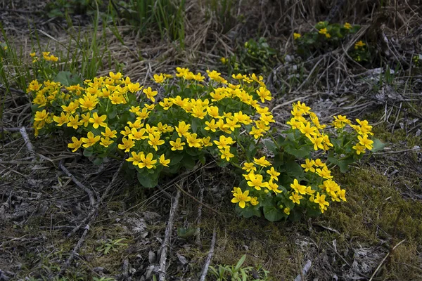 Bujna Kaluzhnitsa Bush Pierwsze Kwiaty Wczesną Wiosną — Zdjęcie stockowe