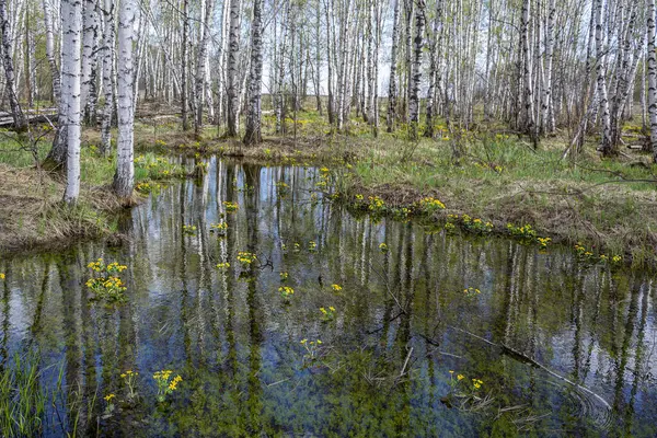 高水の間の早春に白樺林のKaluzhnitsa Bolotnayaの茂み — ストック写真