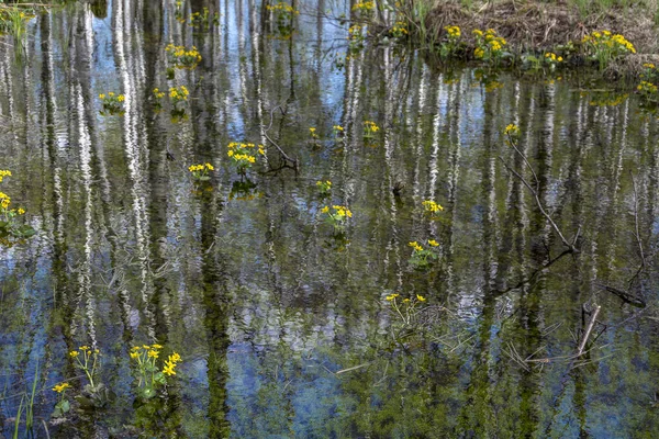 Los Arbustos Kaluzhnitsa Bolotnaya Arboleda Abedul Principios Primavera Durante Agua —  Fotos de Stock