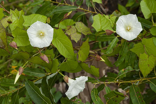 Piękne Kwiaty Polne Bindweed Convolvulus — Zdjęcie stockowe