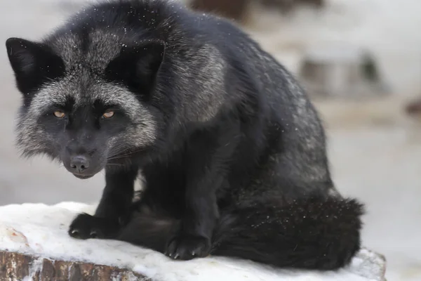 Black Browed Fox Frosty Winter Day — Stock Photo, Image
