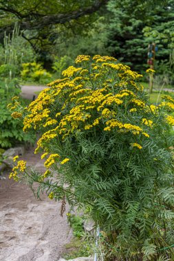  Tansy 'nin gür çalıları, Tanasetum vulgare, bahçe yollarından