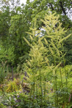 Cimicifuga Racemosaon 'un çiçek açan çalıları sonbaharın başlarında yaprak döken ağaçların arka planında
