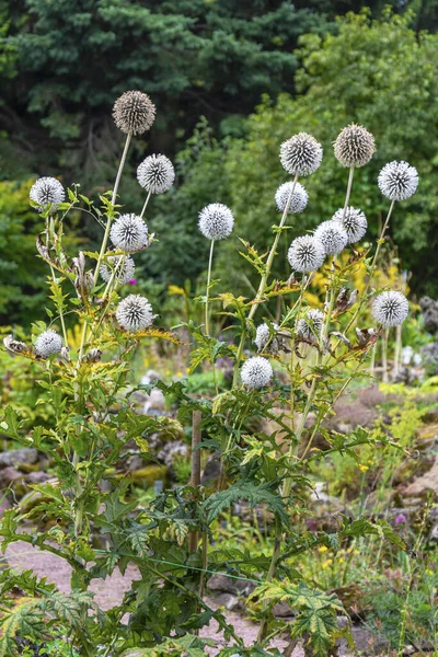 Garden Form Thistle Carduus Mature Seeds Early Autumn — Stock Photo, Image