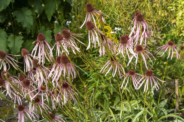 Withering Bush Echinacea Purpurea Późna Jesień — Zdjęcie stockowe