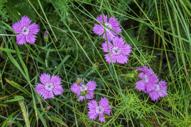 Çayırda güzel bir karanfil, yazın başında çiçek açıyor.