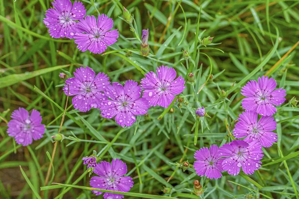 Çayırda güzel bir karanfil, yazın başında çiçek açıyor.
