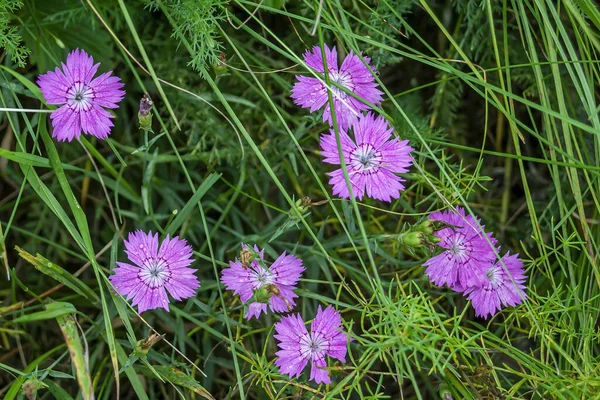 初夏に咲く牧草地の美しいカーネーション — ストック写真